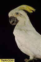 葵花鳳頭鸚鵡藏品圖，第11張